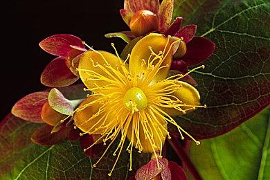 Switch 2效应？任天堂股价在今天迎来历史新高